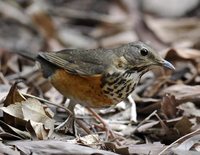 Gray-backed Thrush - Turdus hortulorum