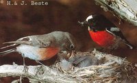 Scarlet Robin - Petroica multicolor