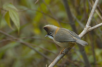 Whiskered Yuhina - Yuhina flavicollis