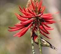 Fork-tailed Sunbird - Aethopyga christinae