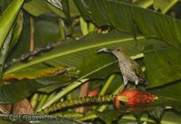 Streaky-breasted Spiderhunter - Arachnothera affinis