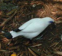 Bali Myna - Leucopsar rothschildi