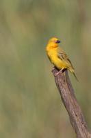 Holub's Golden-Weaver - Ploceus xanthops