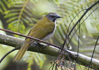 Buff-throated Saltator - Saltator maximus