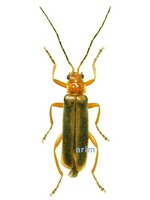 Cantharis soeulensis - 서울병대벌레