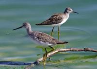 Yellowlegs at Modesto STP 8/11/05 © 2005 Jim Gain