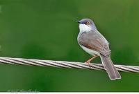 Grey-Breasted Prinia