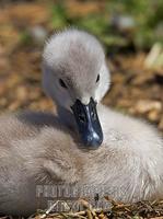 Mute Swan Cygnet , Abbotsbury Swannery , Dorset , England stock photo
