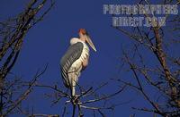 Marabou stork ( Leptoptilos crumeniferus ) , Tsavo West National Park , Kenya stock photo