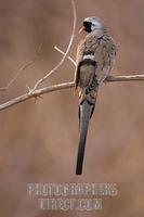 Namaqua Dove stock photo