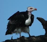 White-headed Vulture p.52