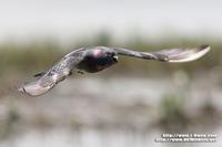 Rock Dove 原鴿   O9W0036.jpg