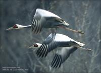 White-naped Crane Grus vipeo 재두루미