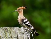 Hoopoe Upupa epops 후투티