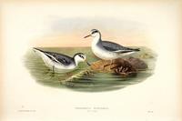 Richter after Gould Grey Phalarope (winter plumage) (Phalaropus fulicarius)