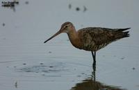 Black-tailed Sandpiper(흑꼬리도요)