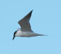 Gull-billed Tern