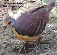 Golden Heart Dove (Gallicolumba rufigula)