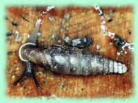 Cochlodina comensis lucensis