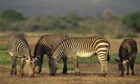 ...Cape Mountain Zebra, Equus zebra zebra, highly endangered species, De Hoop Nature Reserve, South