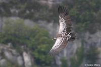 Vautour de Rüppell         (Gyps rueppellii)