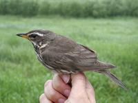 Redwing (Turdus iliacus)