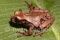 : Anotheca spinosa; Coronated Treefrog