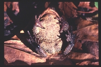 : Bufo americanus americanus; American Toad