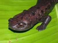 : Bolitoglossa dofleini; Giant Palm Salamander