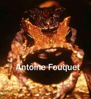 : Bufo margaritifer; Crapaud Perl