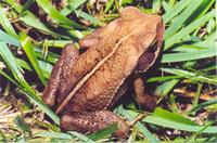 : Bufo pombali