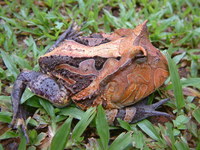 : Ceratophrys cornuta; Surinam Horned Frog