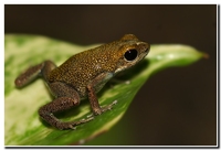 : Dendrobates pumilio bisiragreen; Strawberry Poison Frog