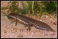 : Lissotriton vulgaris; Smooth Newt