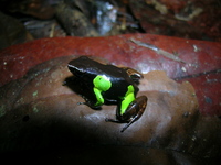 : Mantella baroni