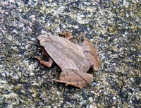 : Microhyla heymonsi; Arcuate-spotted Pygmy Frog