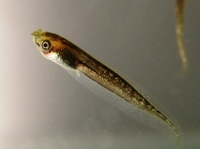 : Phasmahyla cochranae; Chocolatefoot Leaf Frog