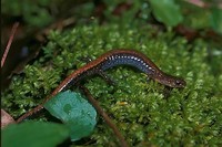 : Plethodon serratus; Southern Red-backed Salamander