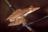 : Polypedates longinasus; Sharp-snout Saddled Tree Frog