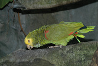 : Amazona ochrocephala; Yellow-crowned Amazon Parrot