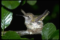: Archilochus alexandri; Black-chinned Hummingbird