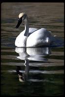 : Cygnus buccinator; Trumpeter Swan