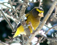 : Hesperiphona vespertina; Evening Grosbeak