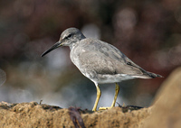 : Heteroscelus incanus; Wandering Tattler