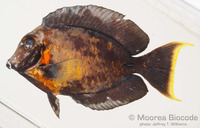 : Acanthurus pyroferus