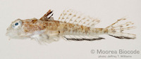 : Callionymus filamentosus