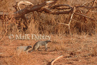 : Mungos mungo; Banded Mongoose