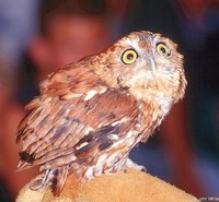 : Otus asio; Common Screech Owl