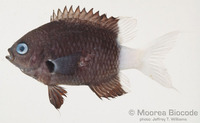: Chromis margaritifer