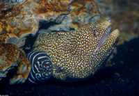 : Gymnothorax meleagris; Whitemouth Moray Eel;